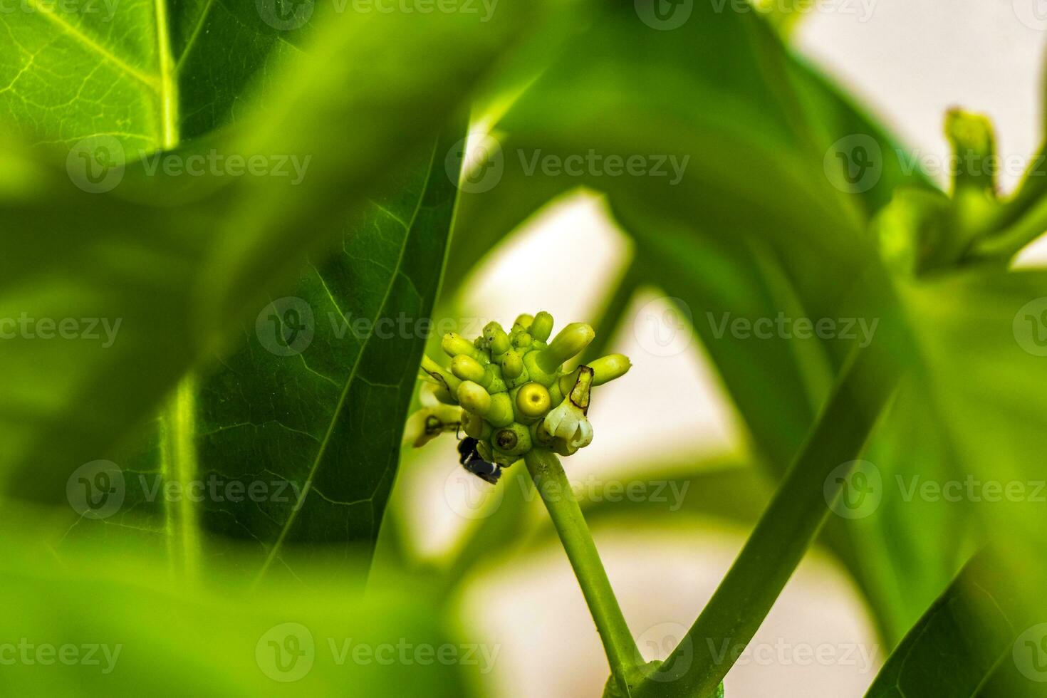 Noni fruit Morinda citrifolia with flowers popular with ants Mexico. photo
