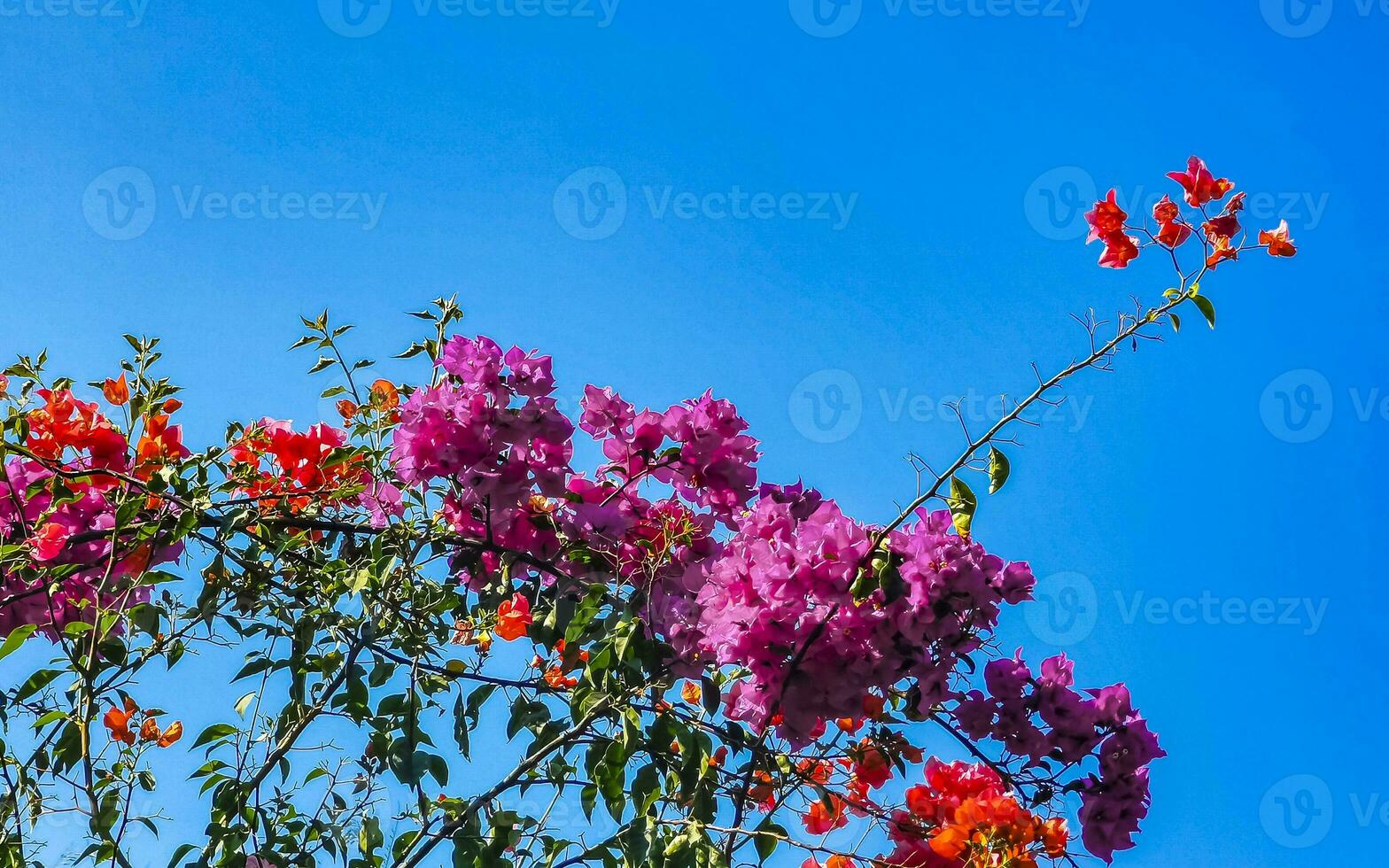Bougainvillea pink white flowers blossoms in Puerto Escondido Mexico. photo