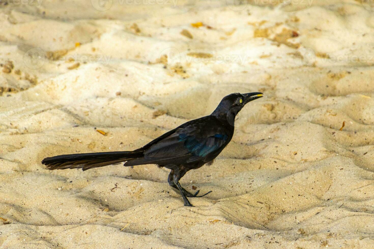 Great-Tailed Grackle bird birds walking on beach sand Mexico. photo