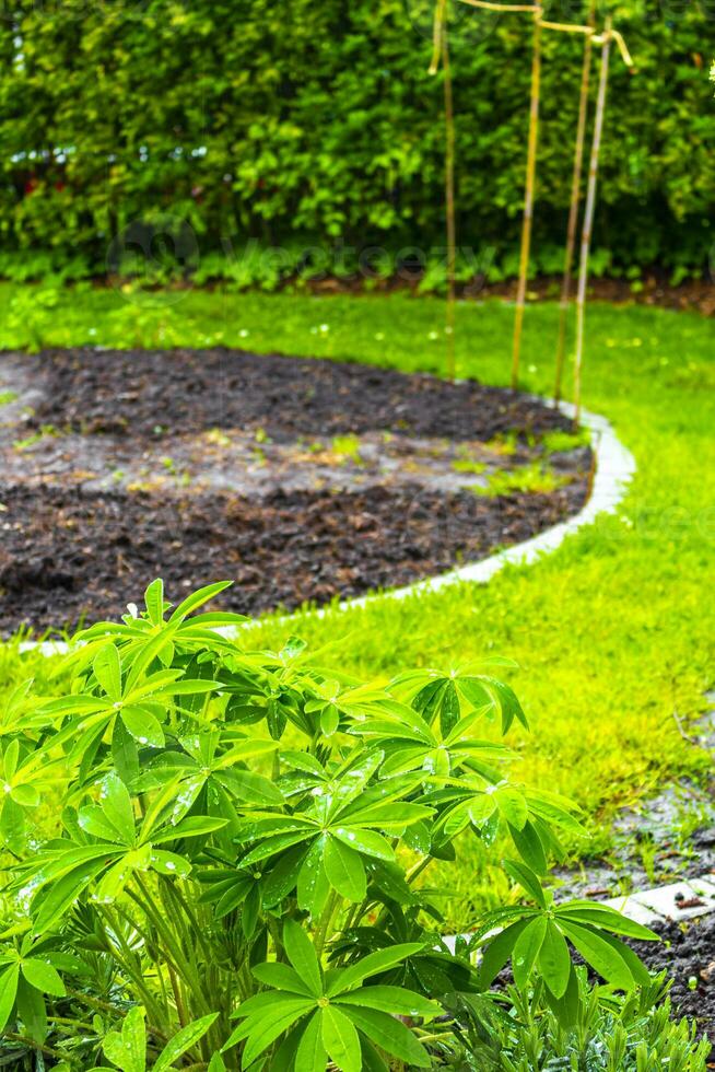 Garden with round beds soil young sprouts plants in Germany. photo