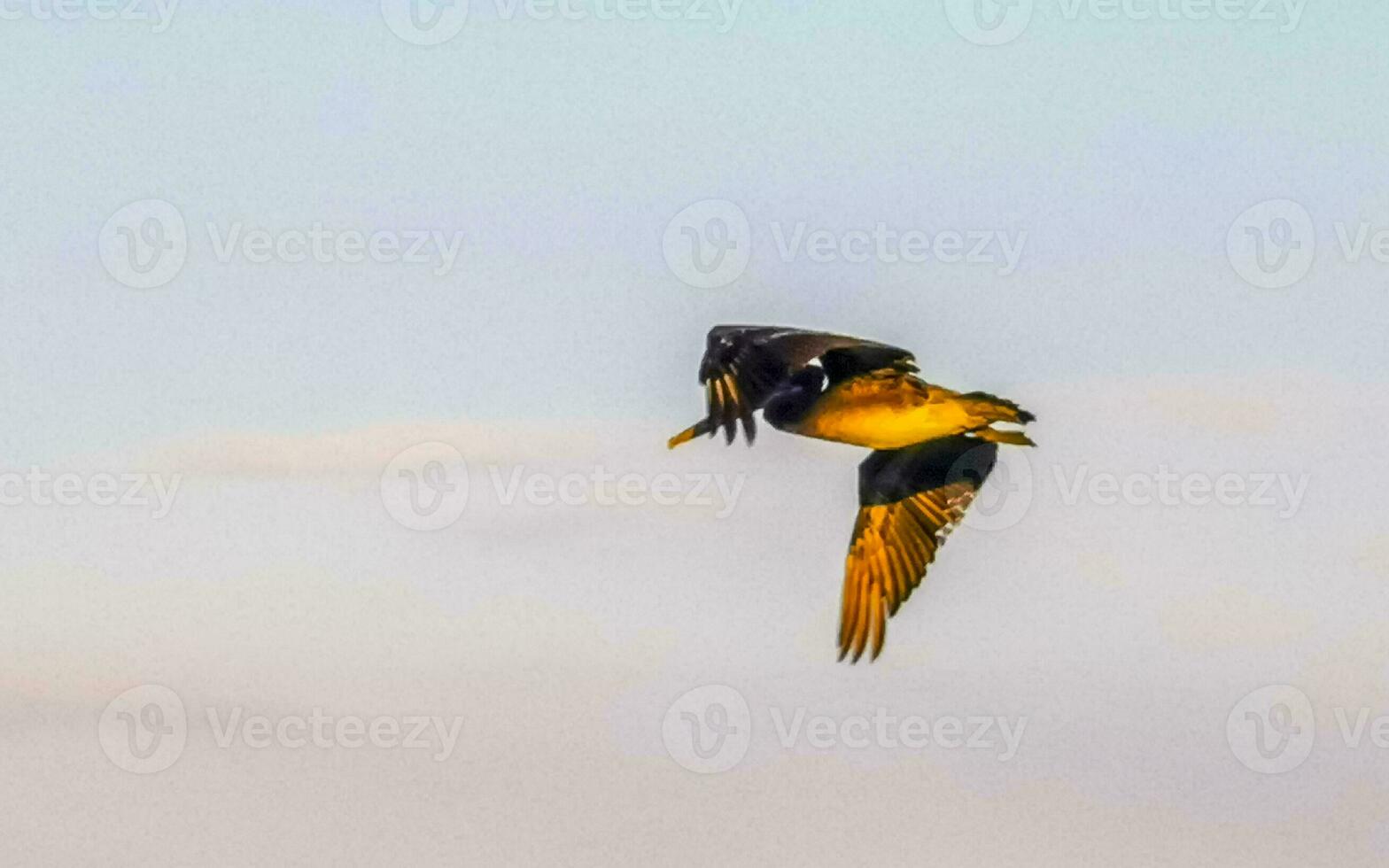 Beautiful pelican bird pelicans birds flying over the sea Mexico. photo