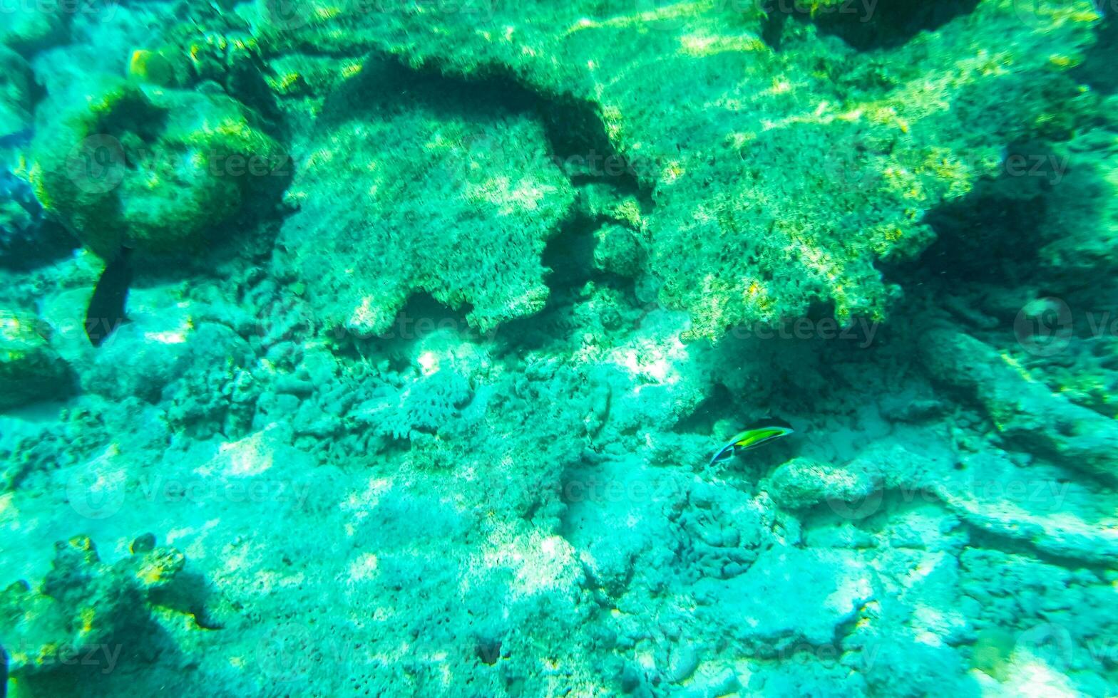 Snorkeling underwater views fish Corals turquoise water Rasdhoo island Maldives. photo