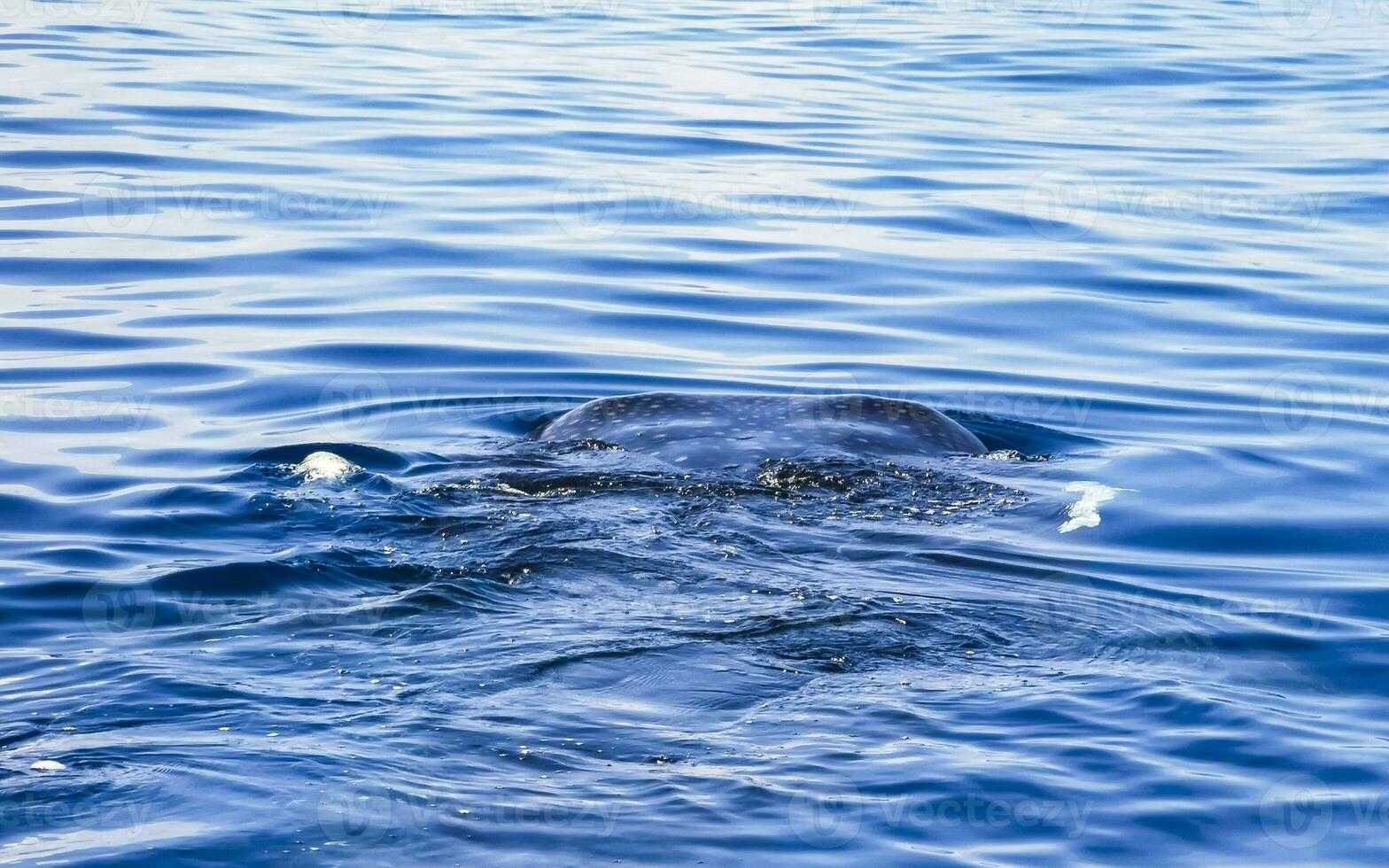 Huge whale shark swims on the water surface Cancun Mexico. photo