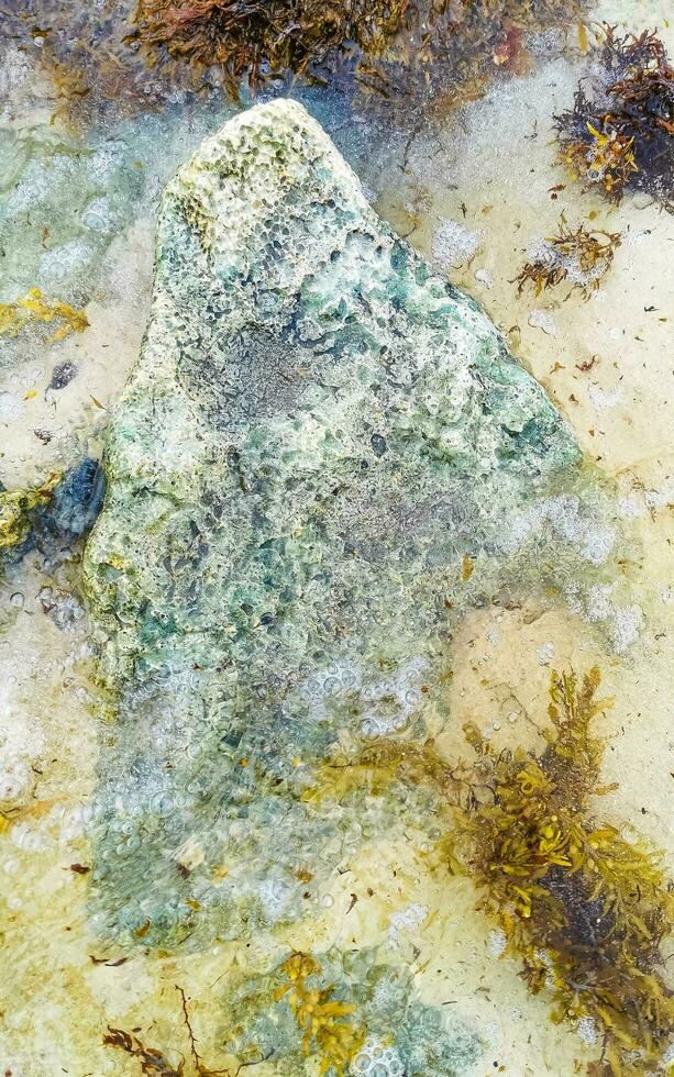 Stones rocks corals turquoise green blue water on beach Mexico. photo