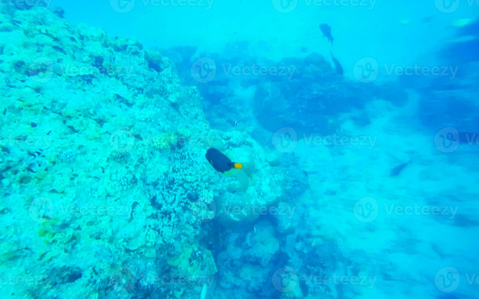 Snorkeling underwater views fish Corals turquoise water Rasdhoo island Maldives. photo