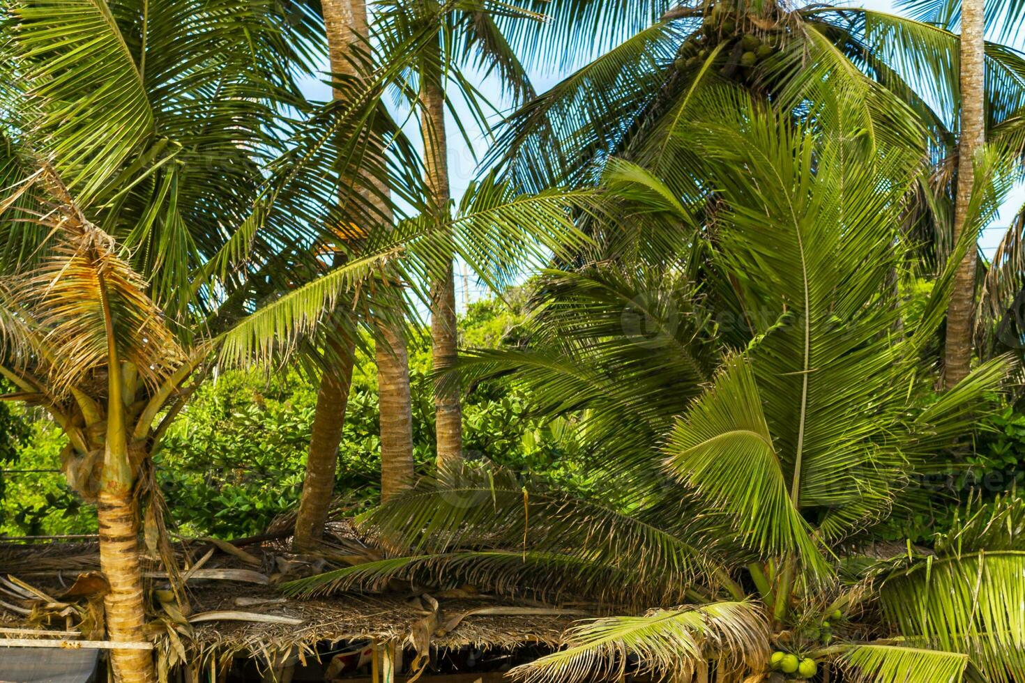 Beautiful paradise tropical Mirissa beach waves parasols tourists Sri Lanka. photo