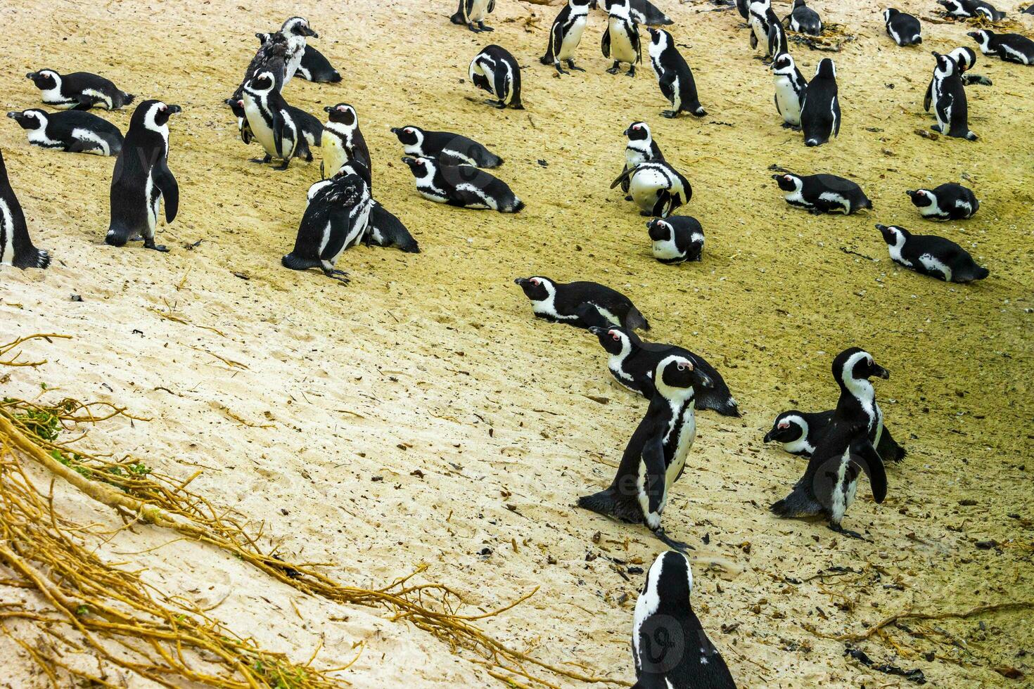 South african penguins colony of spectacled penguins penguin Cape Town. photo