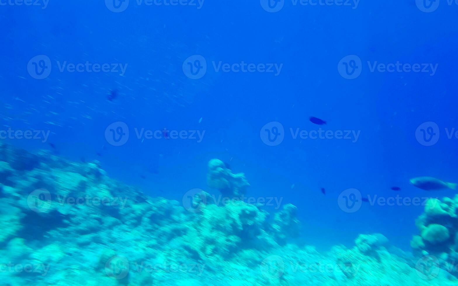 bucear submarino puntos de vista pescado corales turquesa agua rasdhoo isla Maldivas. foto
