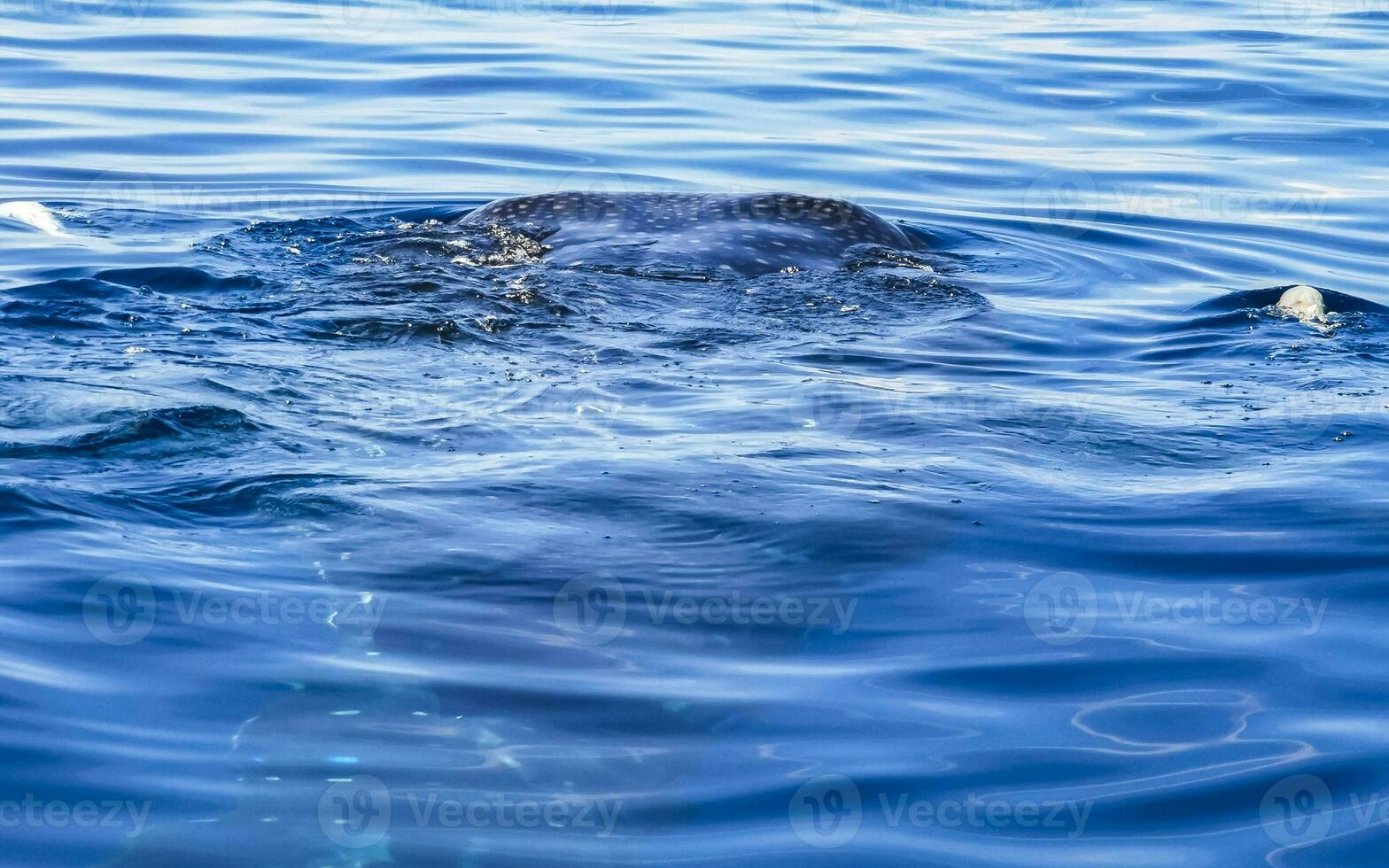 Huge whale shark swims on the water surface Cancun Mexico. photo