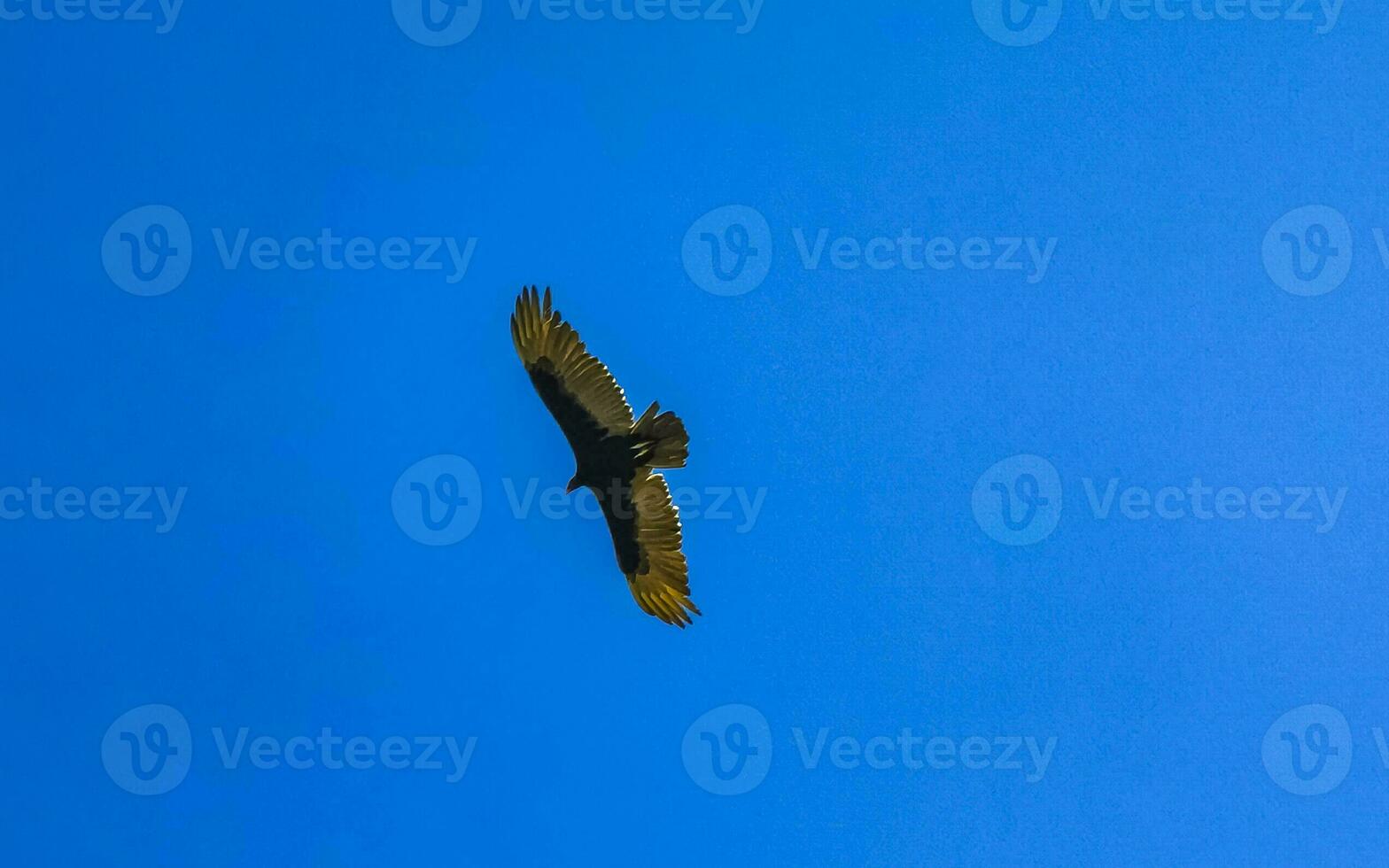 Flying vulture eagle bird of prey in blue sky Mexico. photo