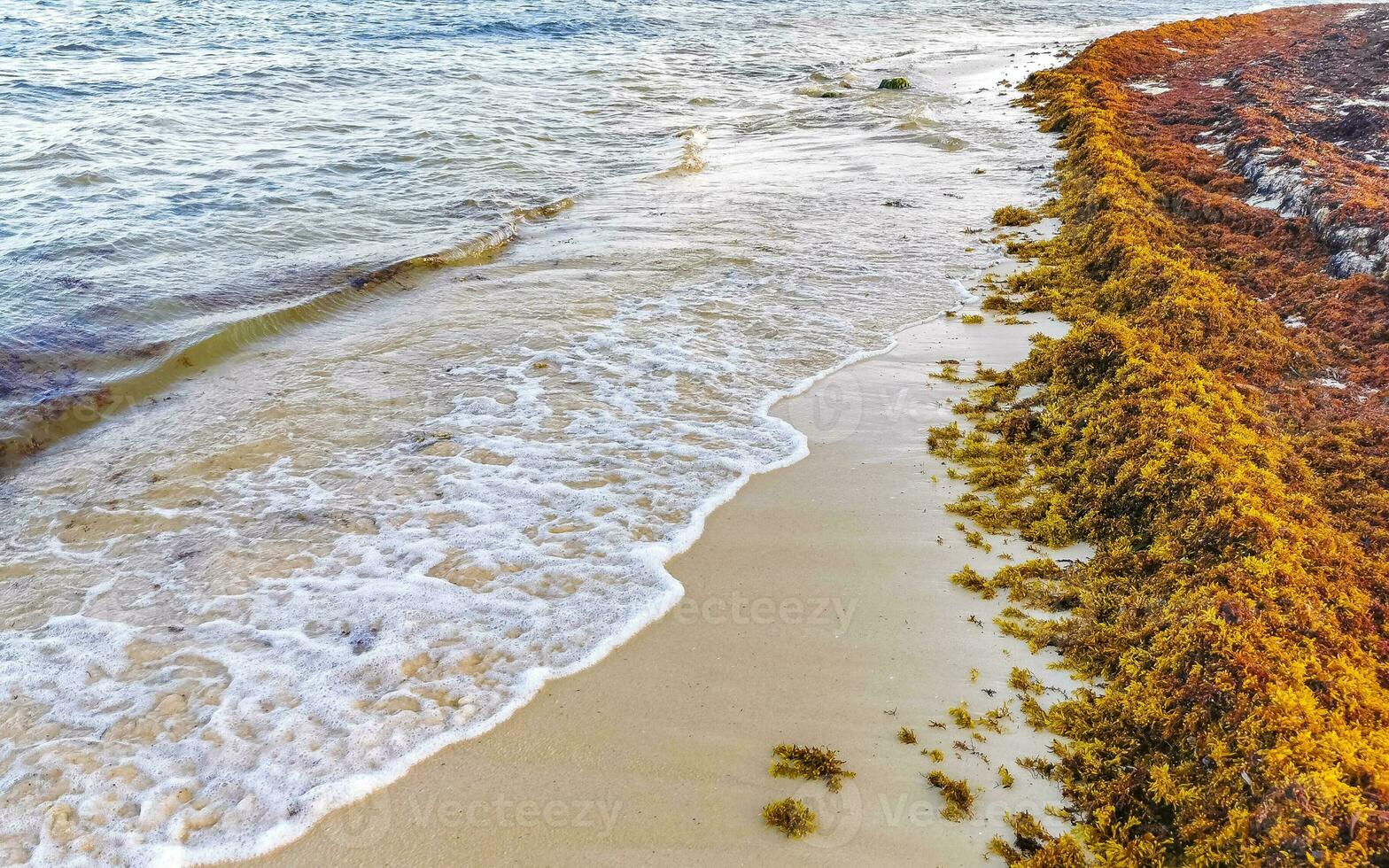 Beautiful Caribbean beach totally filthy dirty nasty seaweed problem Mexico. photo