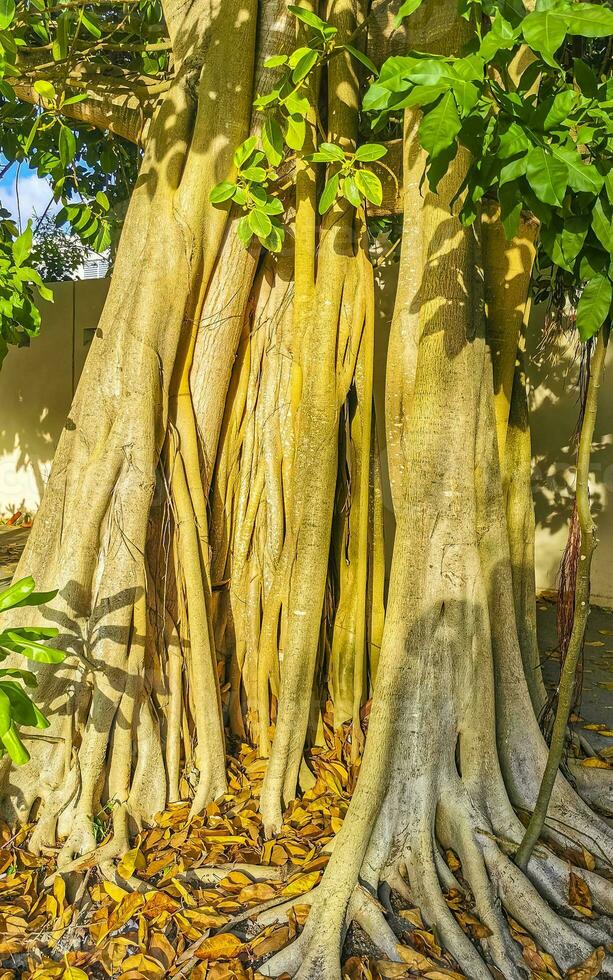 Huge beautiful Ficus maxima Fig tree Playa del Carmen Mexico. photo