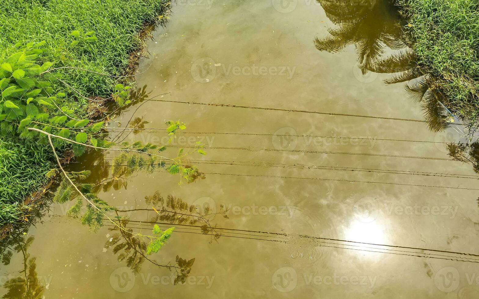 Green beautiful tropical river Freshwater Lagoon in Puerto Escondido Mexico. photo