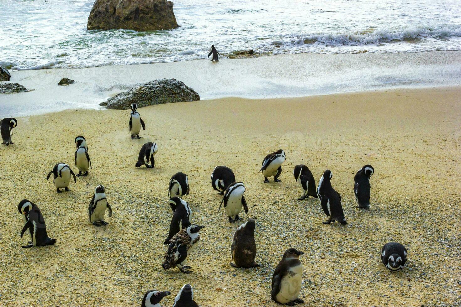 South african penguins colony of spectacled penguins penguin Cape Town. photo