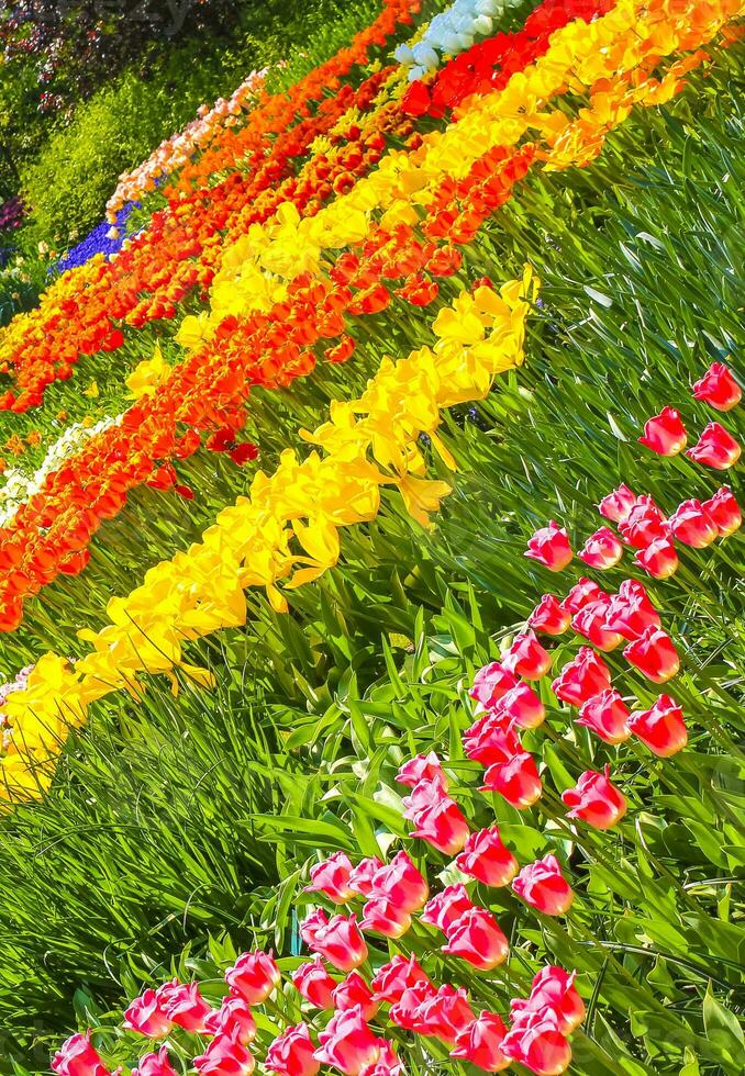 Colorful flowers tulips daffodils in Keukenhof park Lisse Holland Netherlands. photo