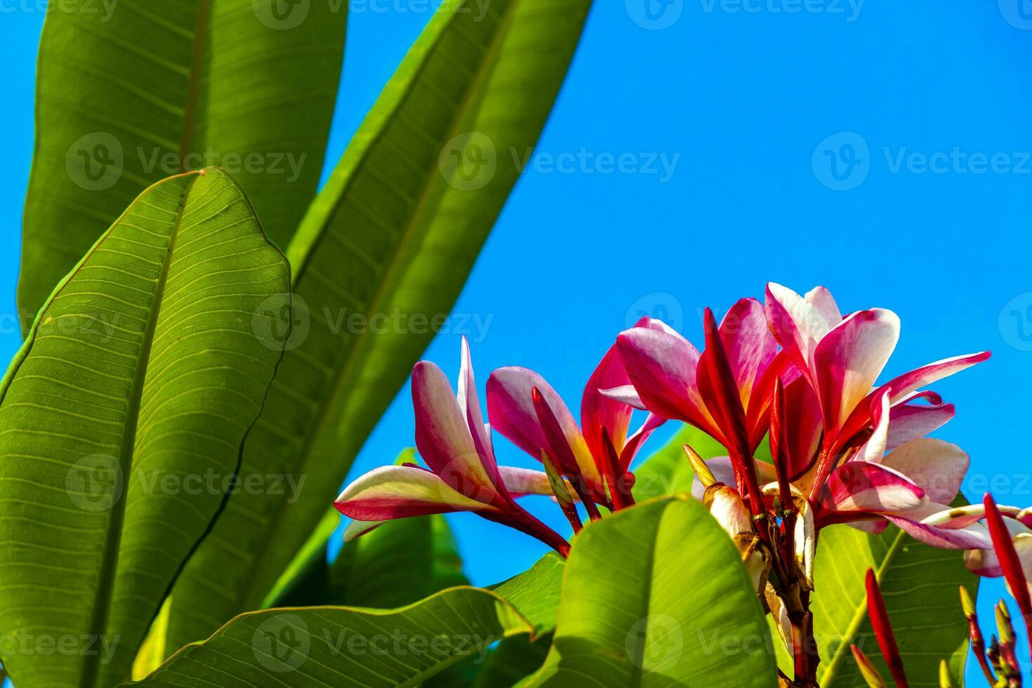 Plumeria tree bush with pink and yellow flowers in Mexico. photo