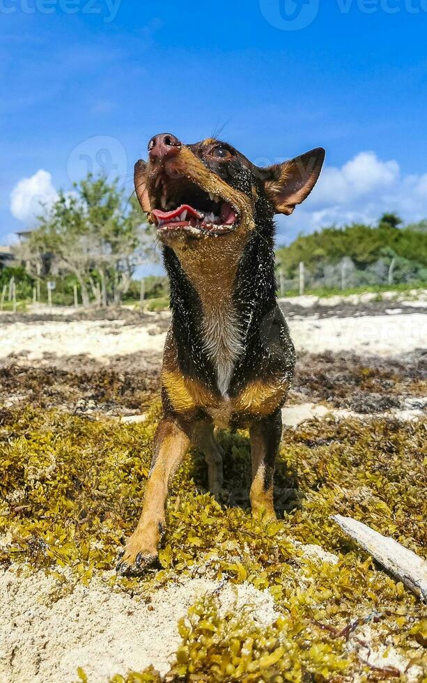 marrón lindo divertido perro jugar juguetón en la playa méxico. foto