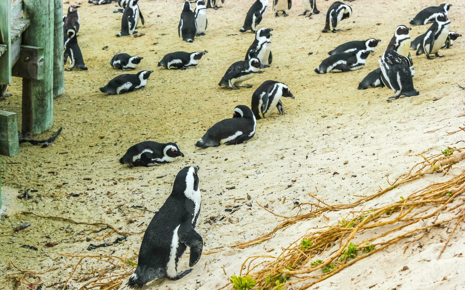 South african penguins colony of spectacled penguins penguin Cape Town. photo