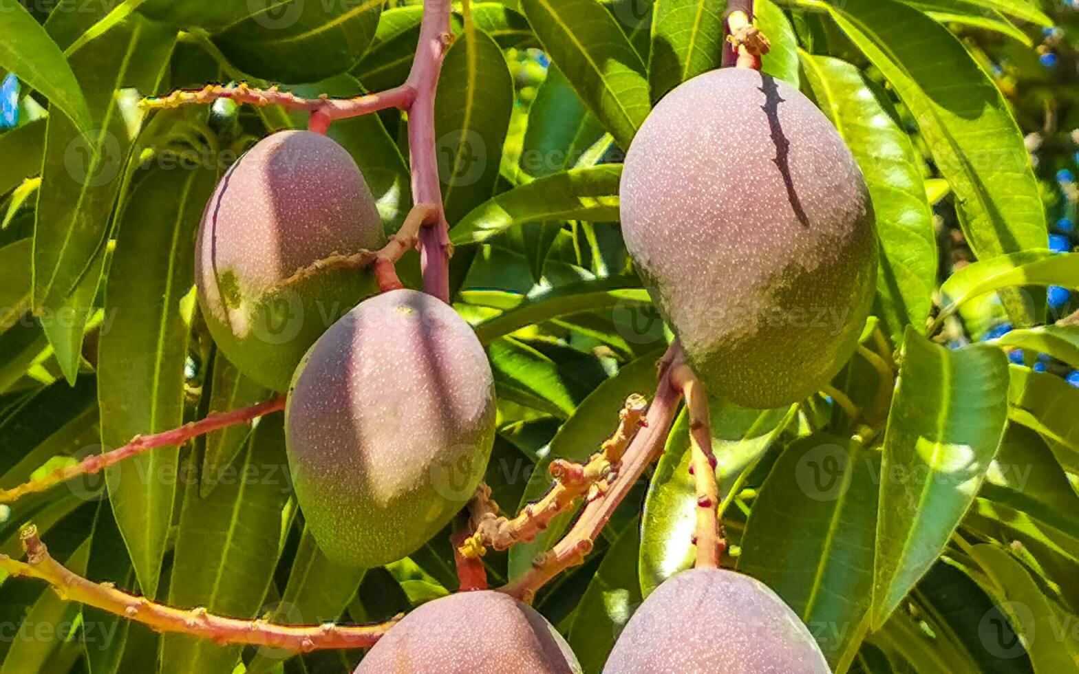 Green and yellow mangoes ripen and hang on mango tree. photo