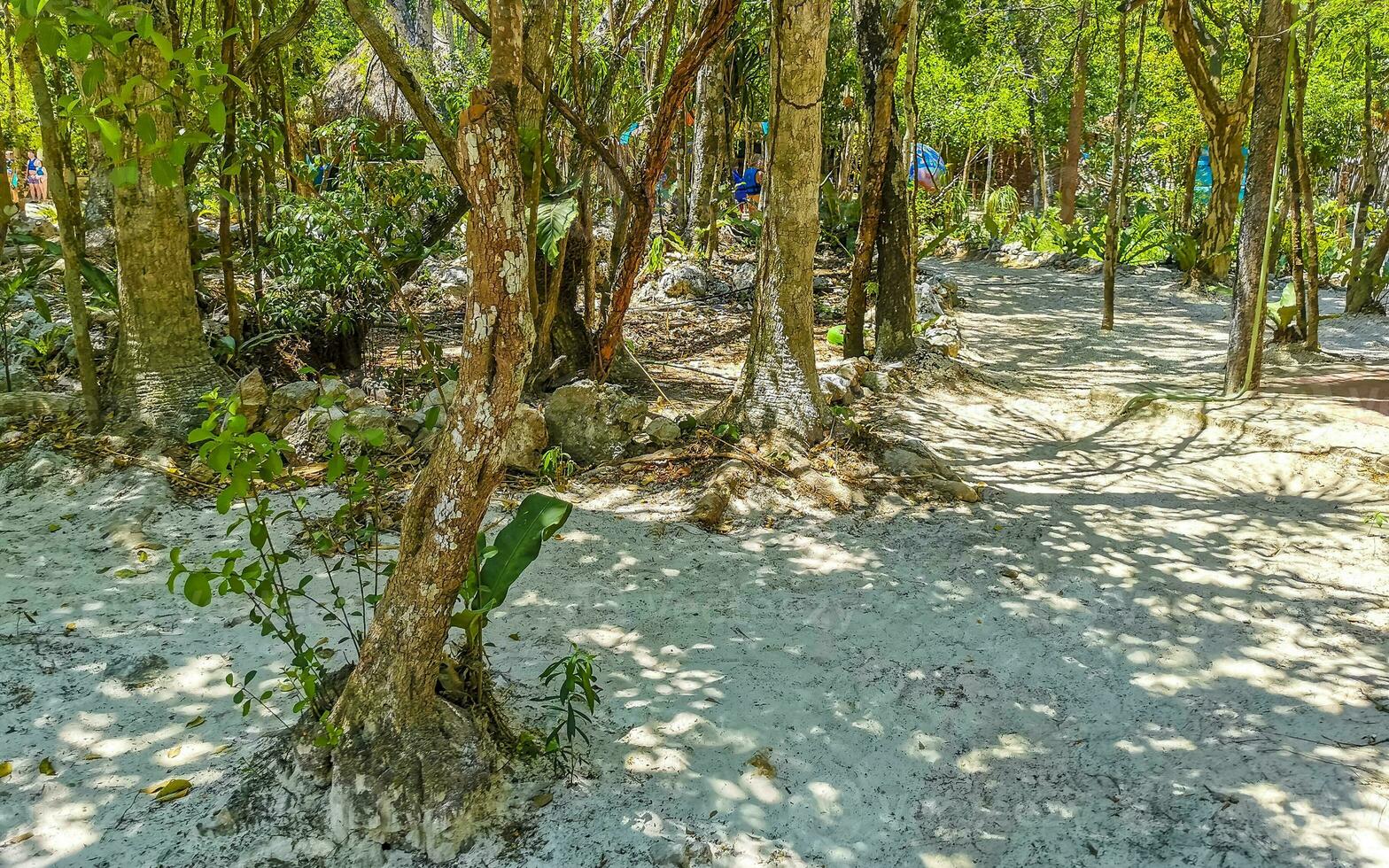 Tropical jungle and nature with trees branches plants flowers Mexico. photo