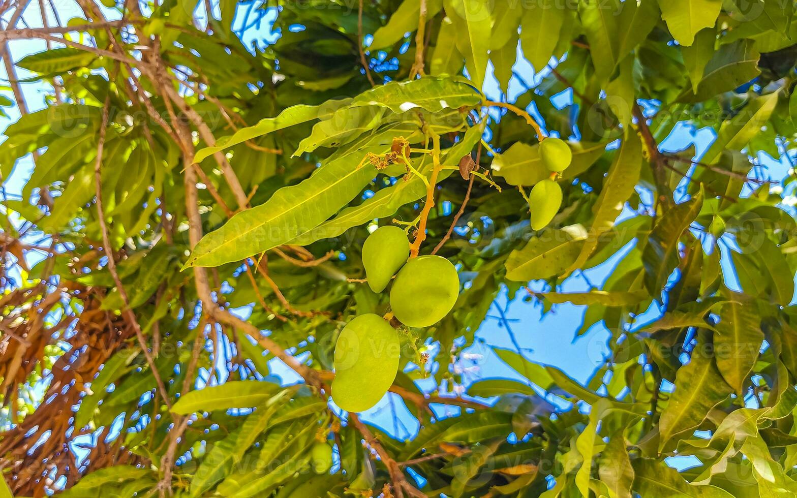 Green and yellow mangoes ripen and hang on mango tree. photo