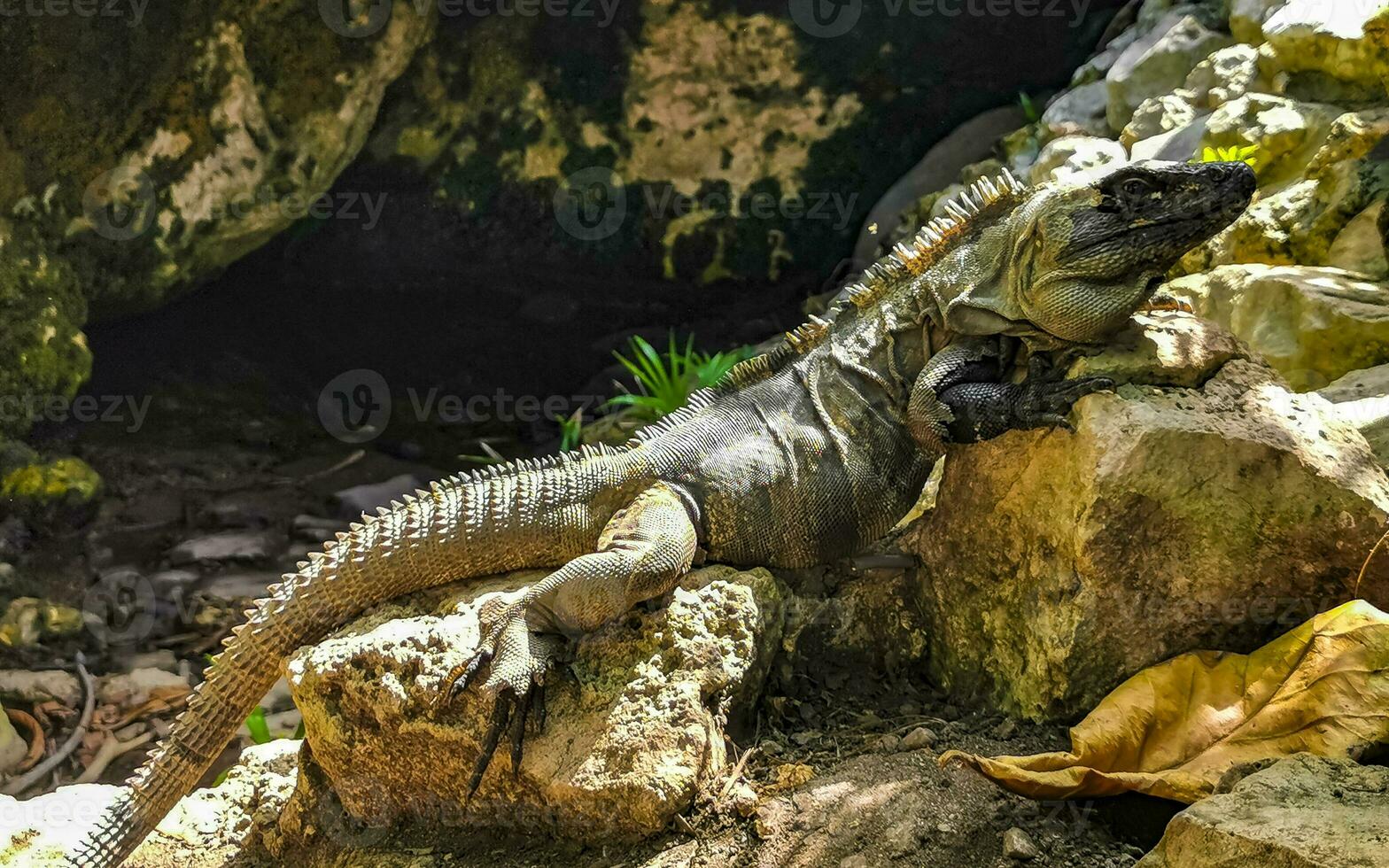 Iguana on rock Tulum ruins Mayan site temple pyramids Mexico. photo