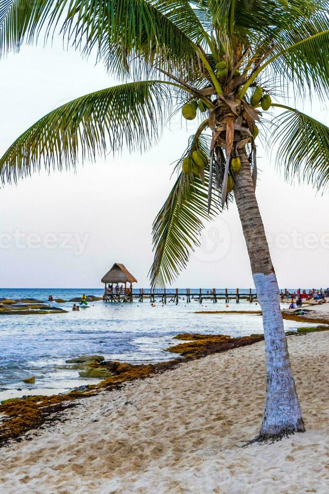 tropical natural palma árbol cocos azul cielo en xcalacoco México. foto