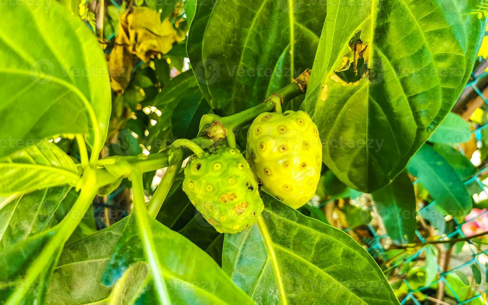 Noni fruit Morinda citrifolia with flowers popular with ants Mexico. photo