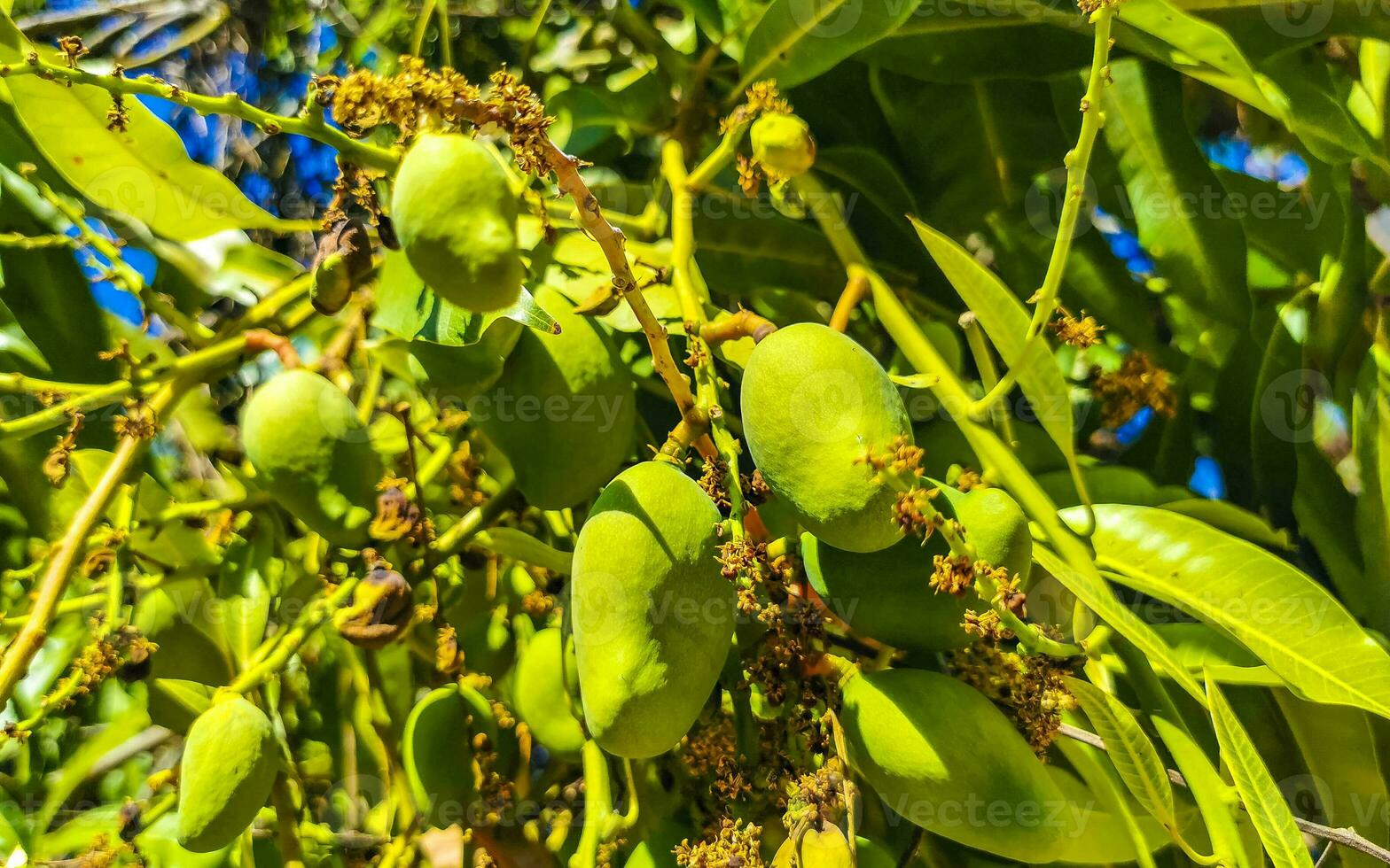 Green and yellow mangoes ripen and hang on mango tree. photo