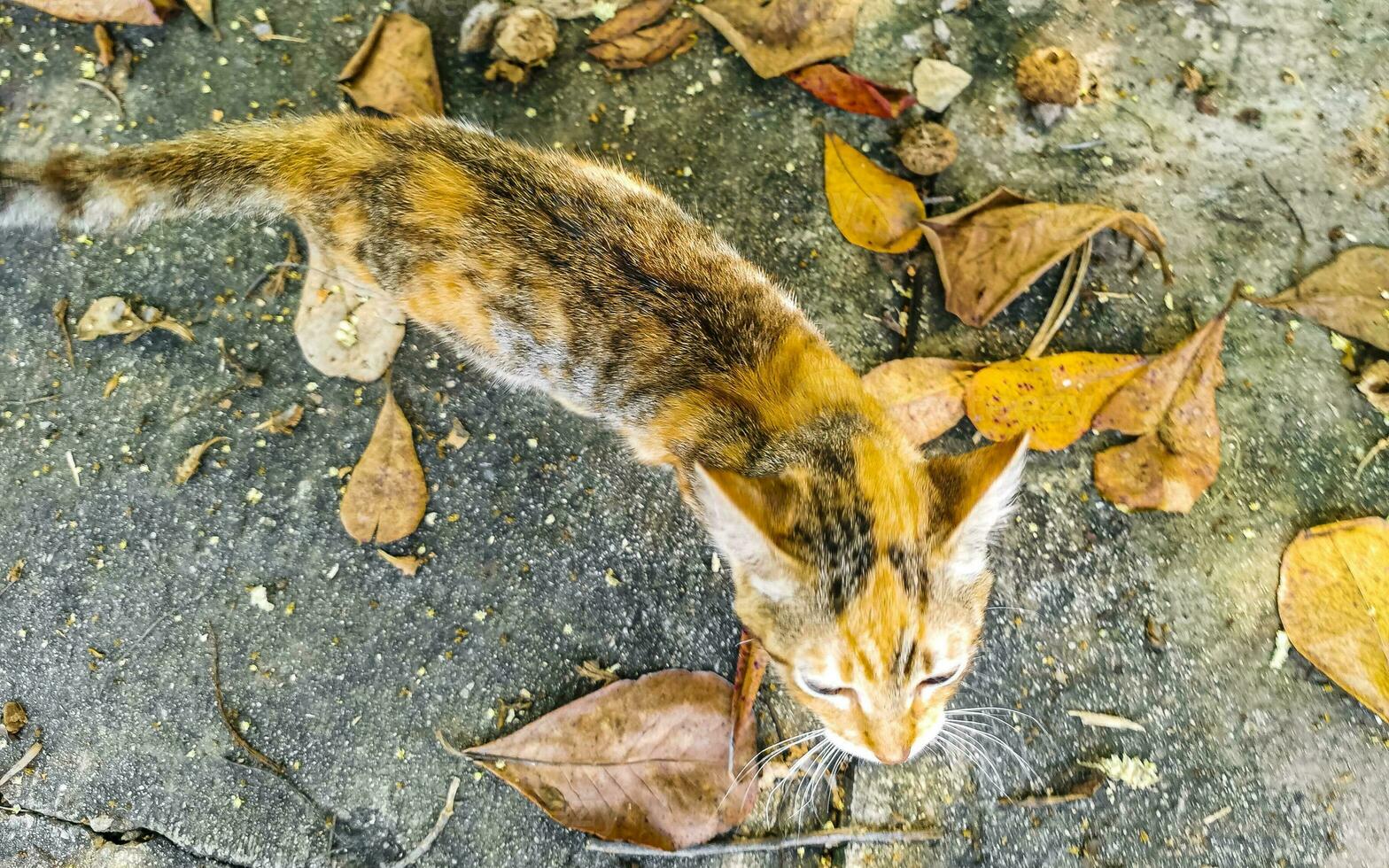 Cute stray cat living outside in free nature. photo