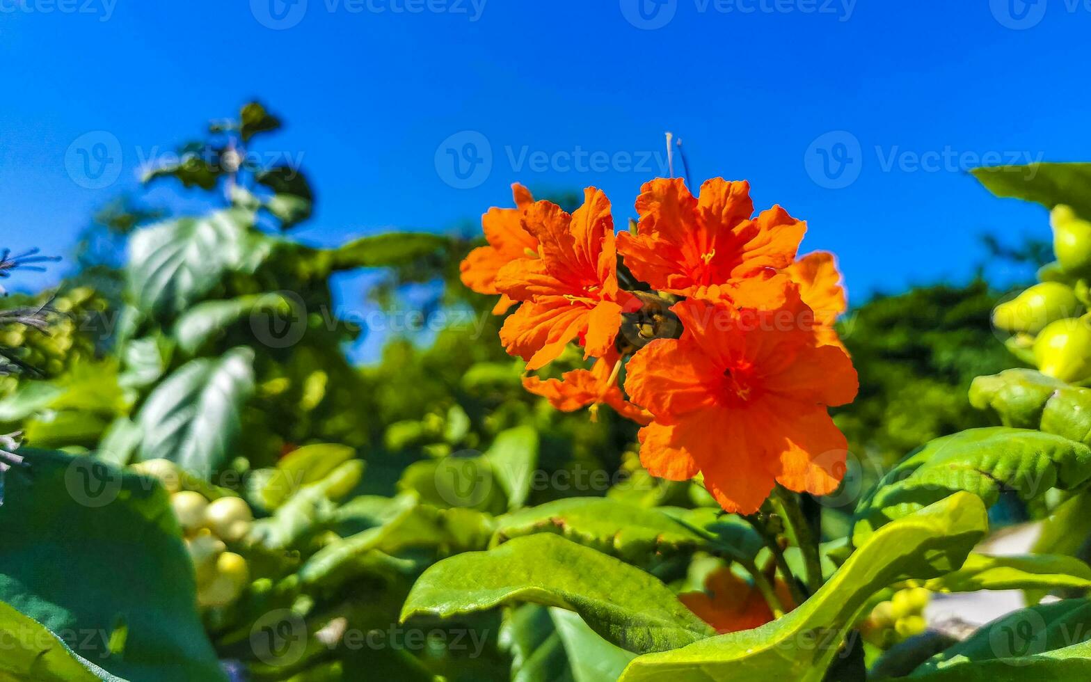 kou cordia subcordata árbol en flor con flores naranjas en méxico. foto