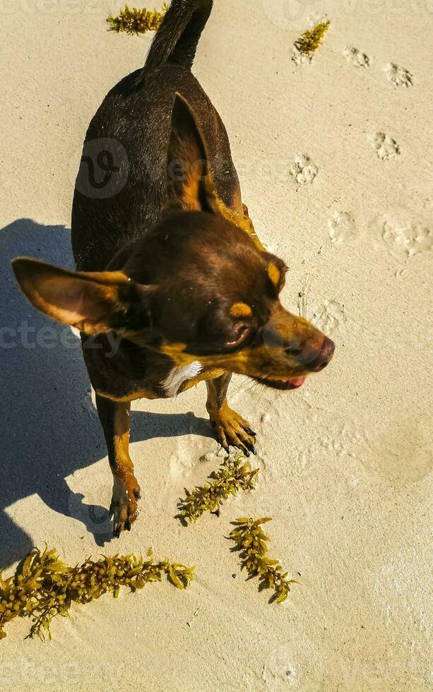 marrón lindo divertido perro jugar juguetón en la playa méxico. foto