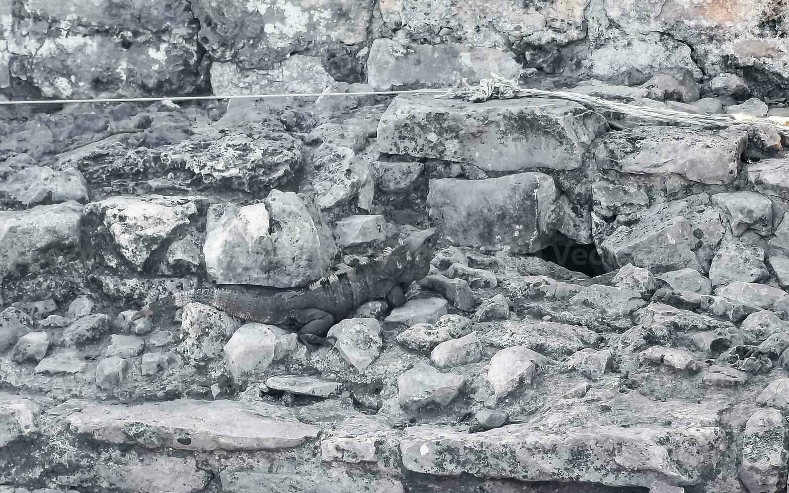 iguana en roca tulum ruinas maya sitio templo pirámides méxico. foto