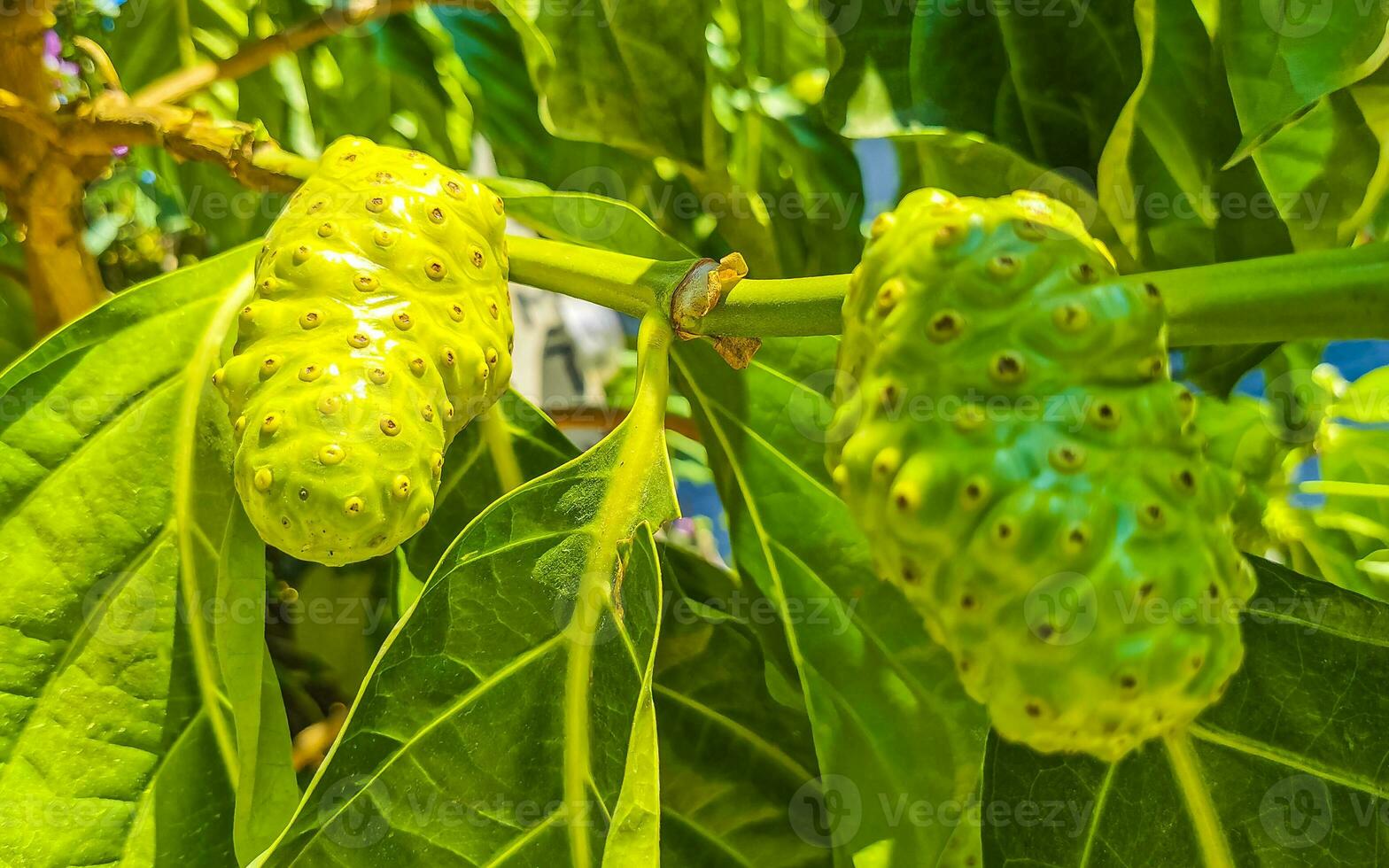 Noni fruit Morinda citrifolia with flowers popular with ants Mexico. photo