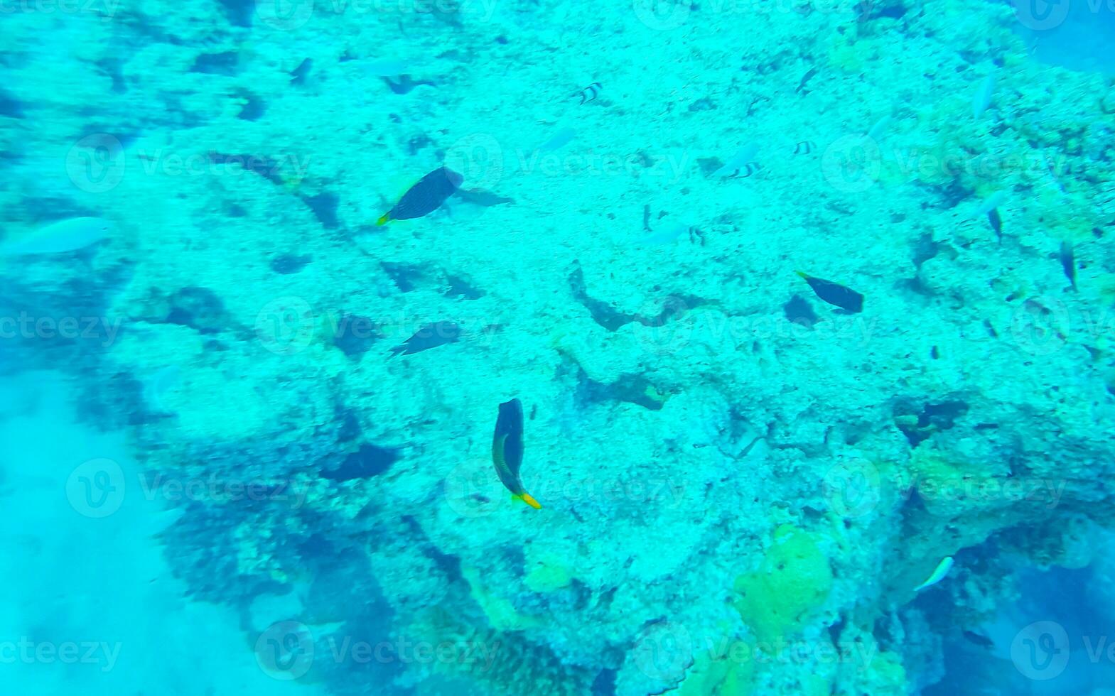 Snorkeling underwater views fish Corals turquoise water Rasdhoo island Maldives. photo