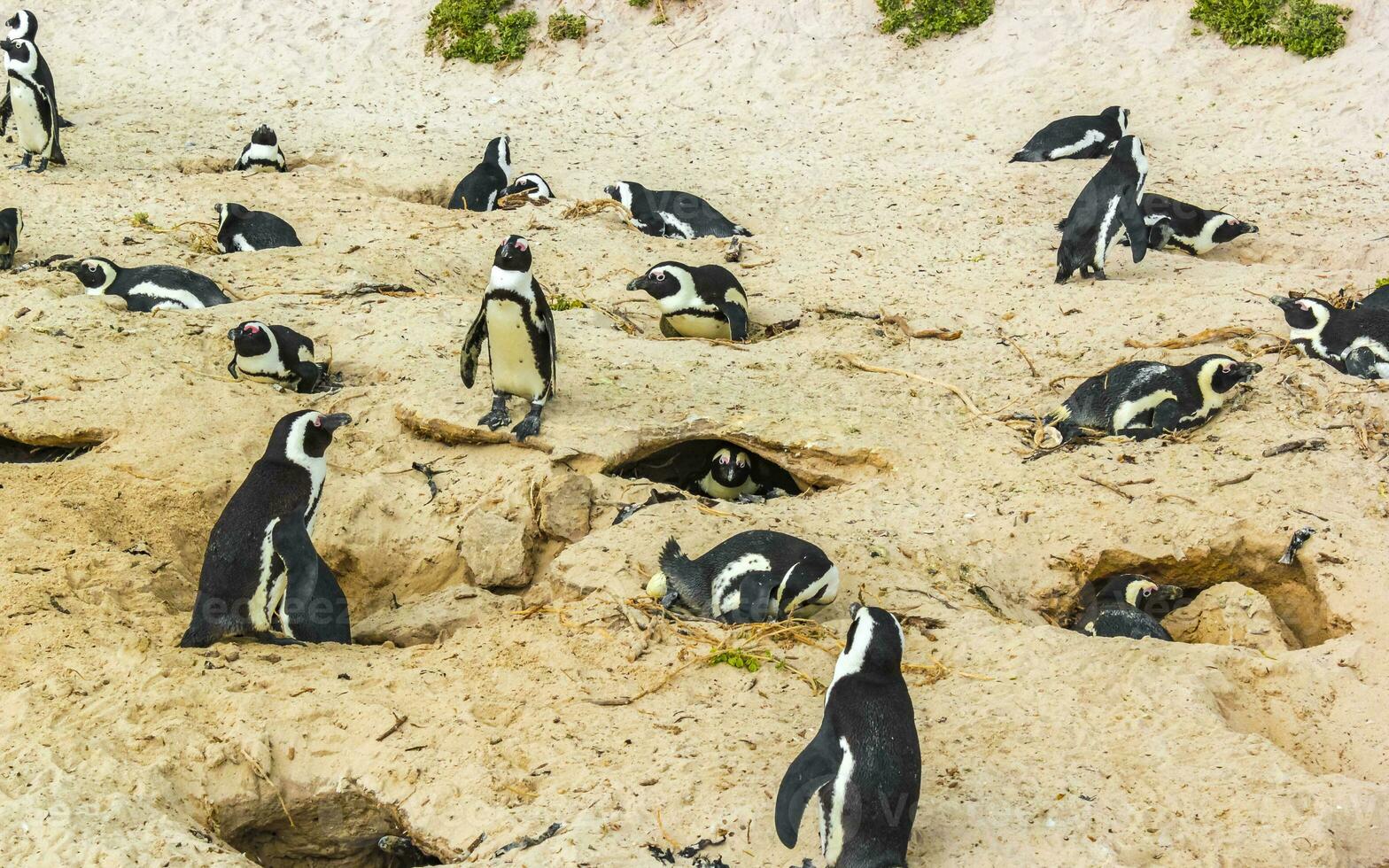 South african penguins colony of spectacled penguins penguin Cape Town. photo