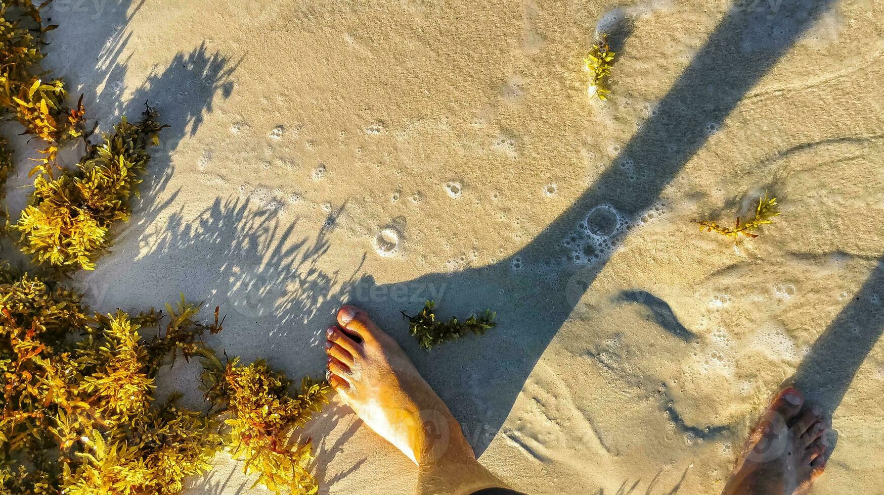 Very disgusting red seaweed sargazo beach Playa del Carmen Mexico. photo