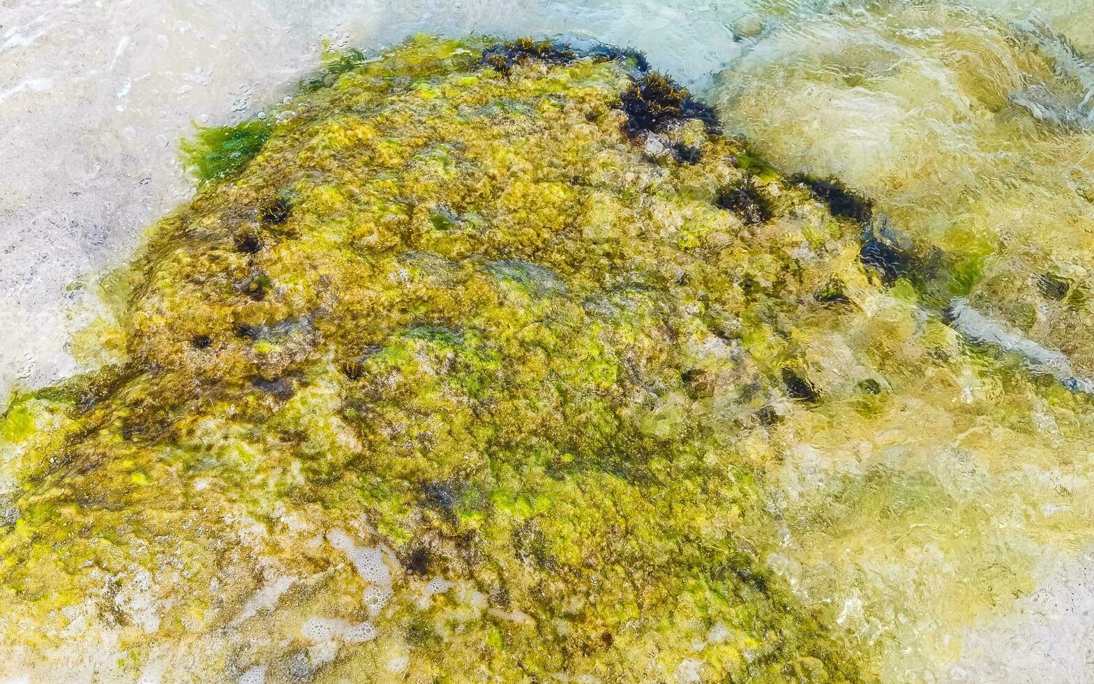 Stones rocks corals turquoise green blue water on beach Mexico. photo