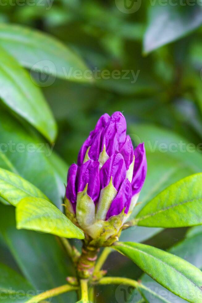 Red pink purple rhododendron flowers bloom and grow in garden. photo