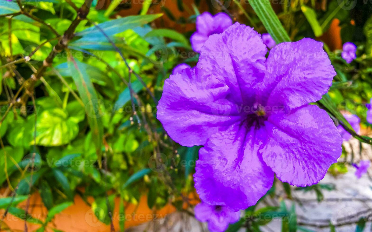 Purple pink flower Brittons Wild Petunia Mexican Bluebell Petunia Mexico. photo