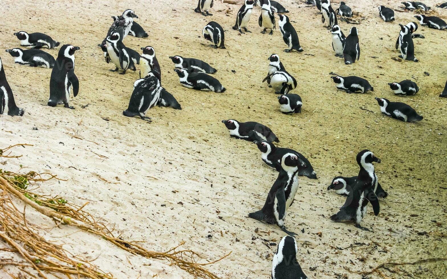 South african penguins colony of spectacled penguins penguin Cape Town. photo