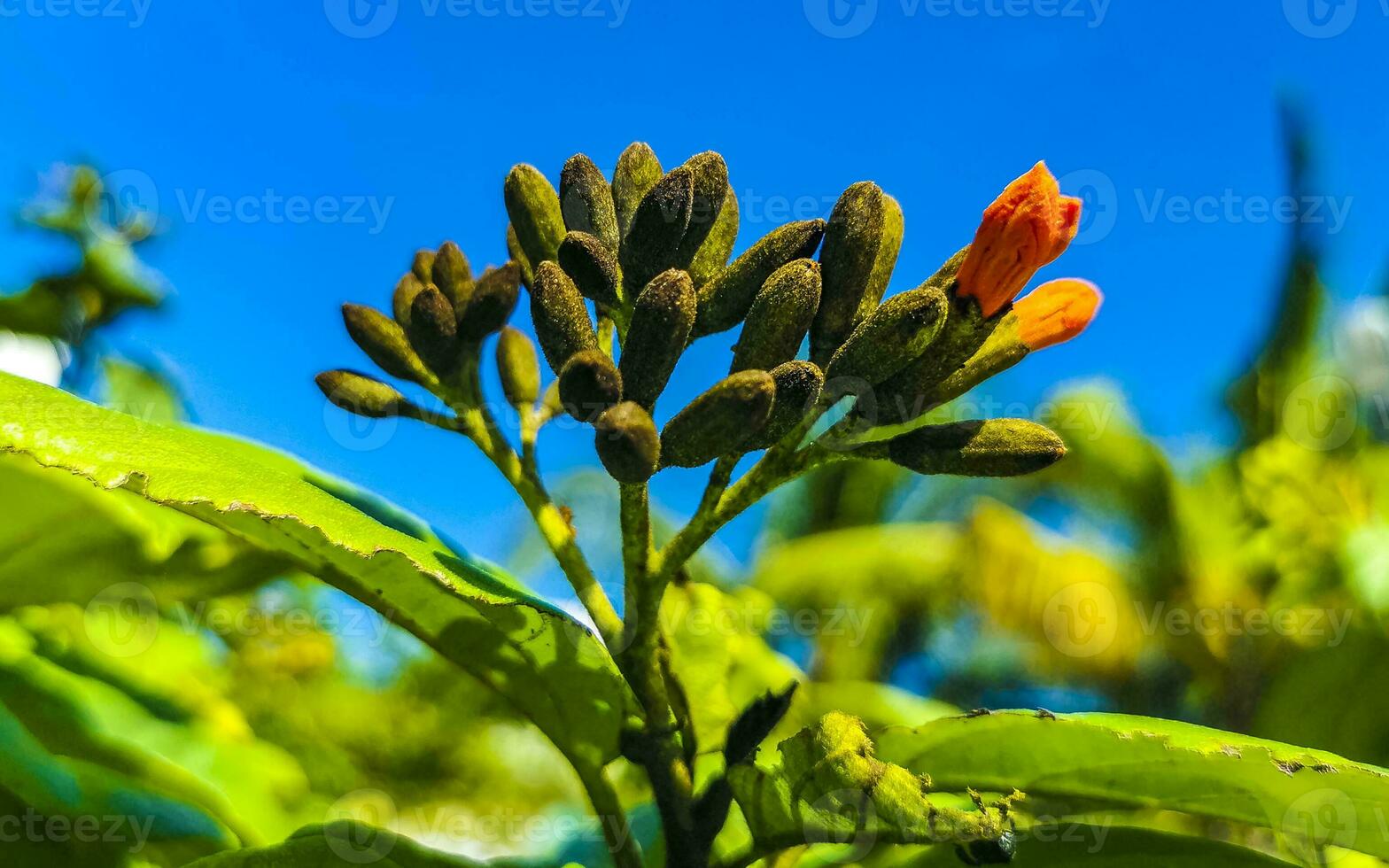 Kou Cordia subcordata flowering tree with orange flowers in Mexico. photo