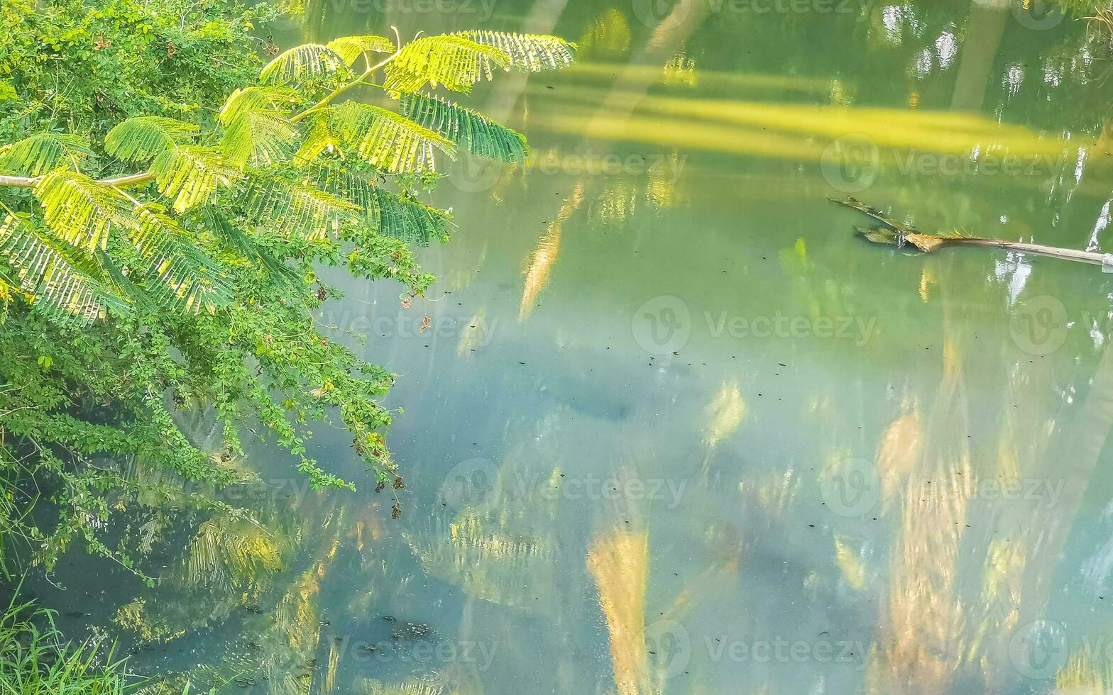 Green beautiful tropical river Freshwater Lagoon in Puerto Escondido Mexico. photo