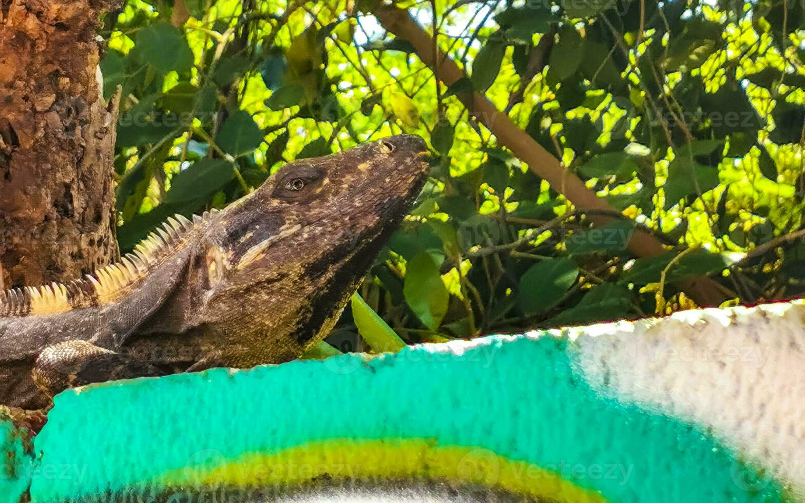 Mexican iguana lies on wall in tropical nature Mexico. photo
