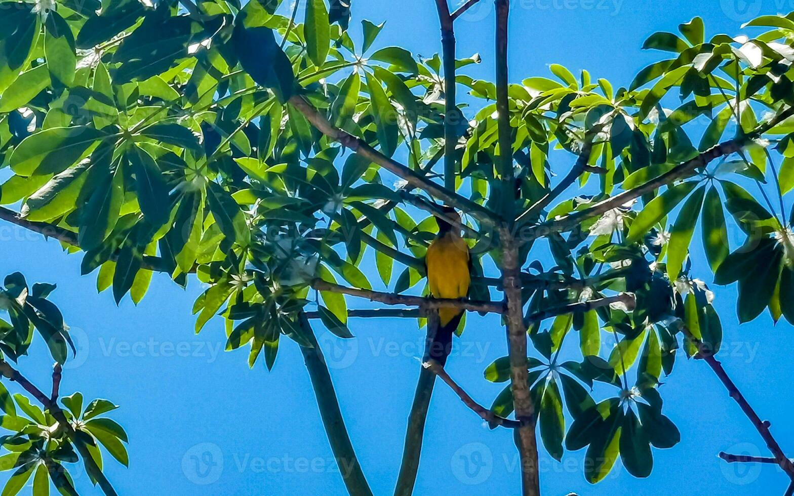 Tropical Caribbean yellow orange birds parrots exotic nature beach Mexico. photo