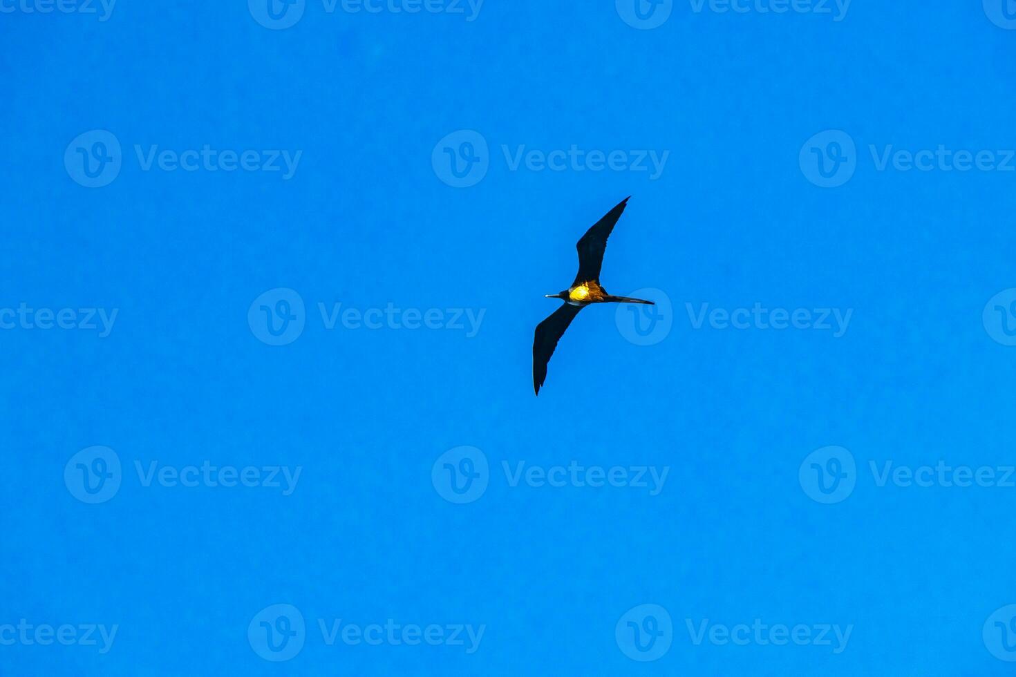 Fregat birds flock fly blue sky clouds background in Mexico. photo