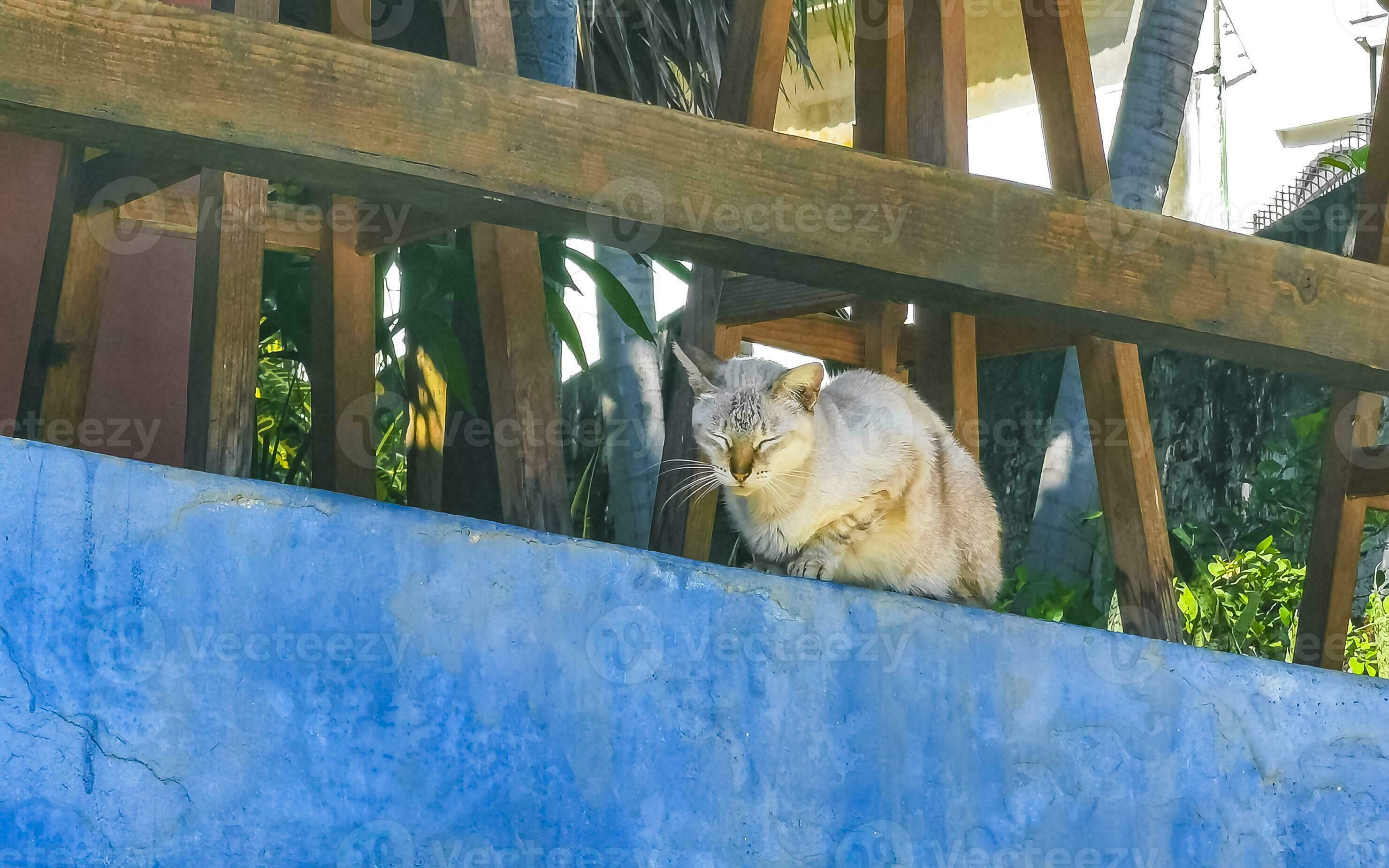 Cute stray cat sleeping and relaxing outside in free nature. 29845332