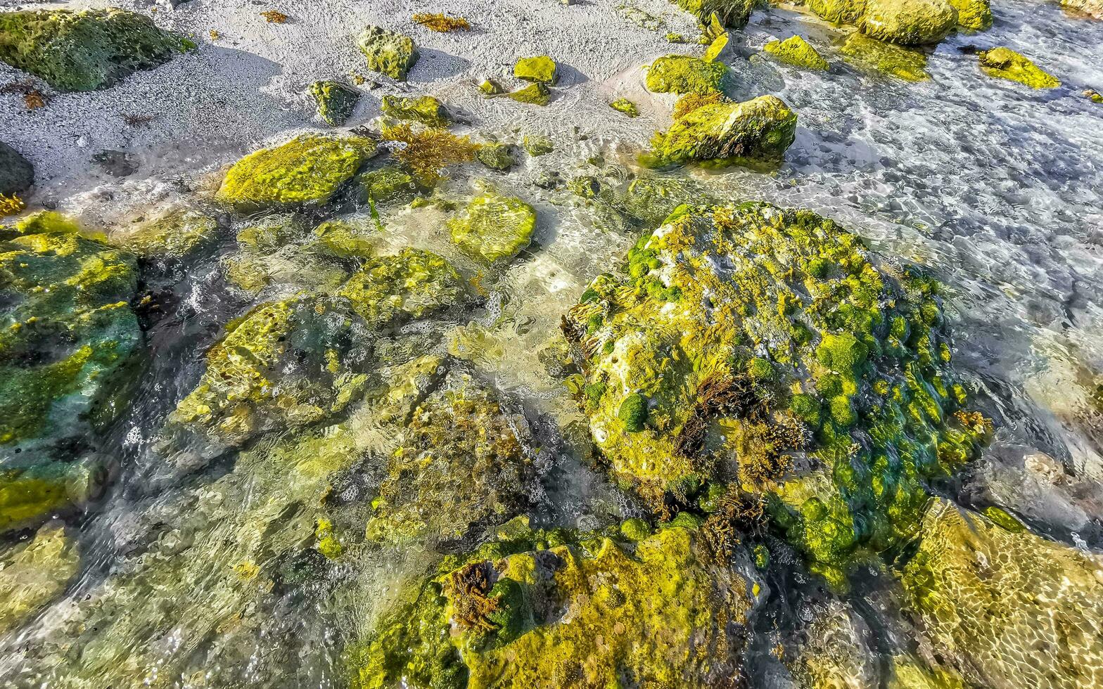 Stones rocks corals turquoise green blue water on beach Mexico. photo