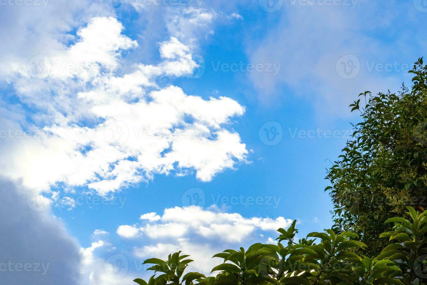 High trees firs nature plants mountains and forests Costa Rica. photo