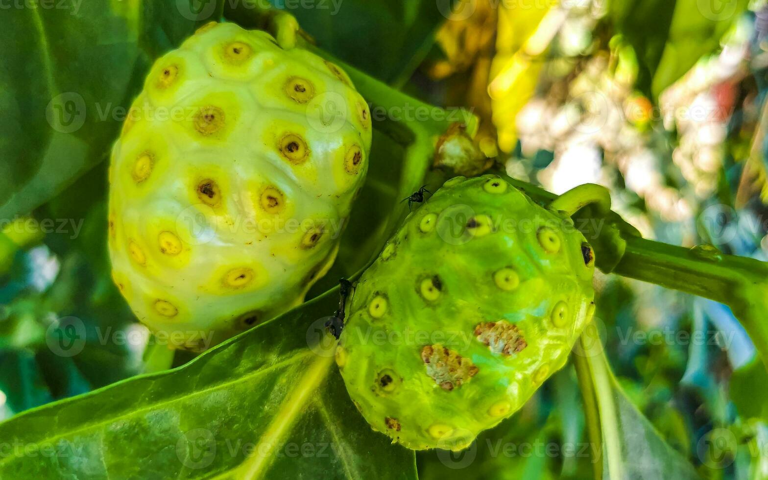 Noni fruit Morinda citrifolia with flowers popular with ants Mexico. photo
